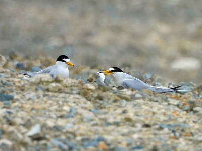 For breeding little terns｜大阪自然環境保全協会